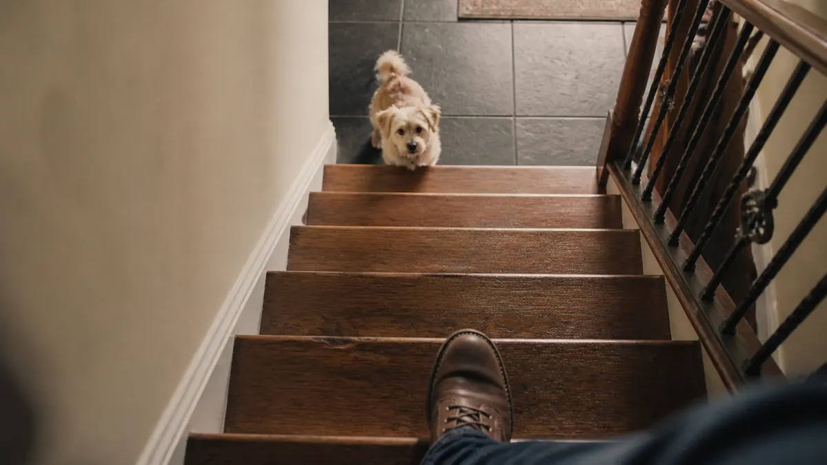 A pair of planted feet on a stair tread seen from above, dog at the bottom wagging its tail, looking up